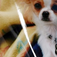 記念写真・集合写真の文字入れプリント　光沢仕上げ